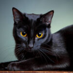 mitos kucing hitam