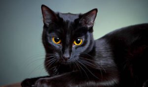 mitos kucing hitam
