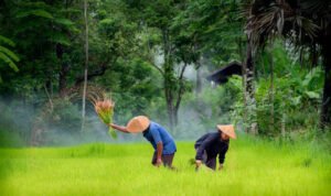 petani-dikenalkan-dengan-teknologi-biosaka teknologi biosaka pupuk