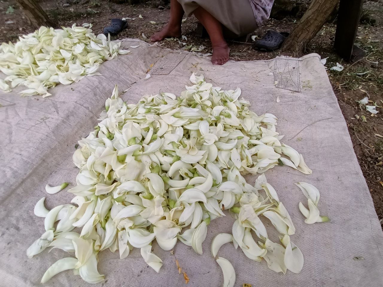 Foto : suasana panen kembang turi (Sumber : Mitrapost.com / Putri Asia)