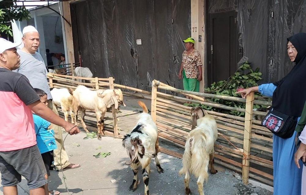 Jelang Iduladha, Harga Kambing Kurban di Batang Alami Peningkatan Sebesar 30 Persen