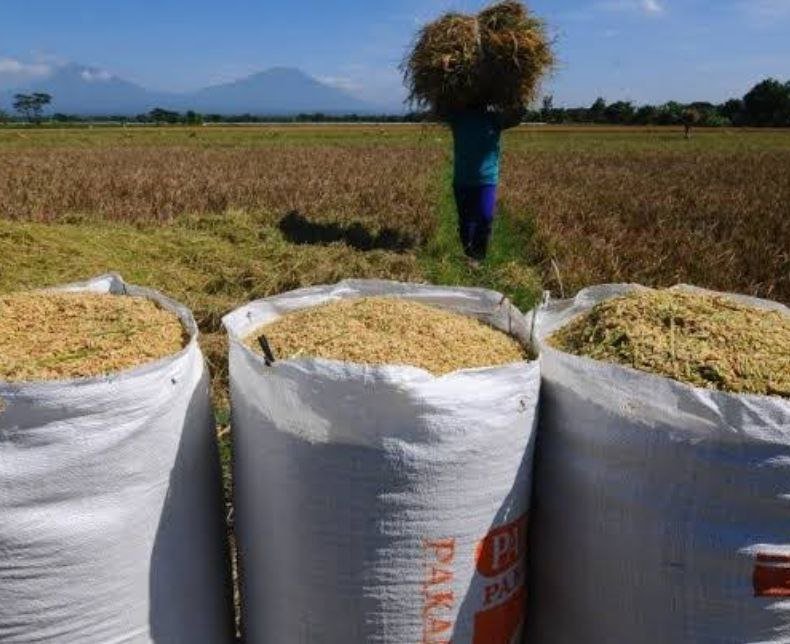 Produksi Gabah di Pati Tahun Ini Diprediksi Mengalami Penurunan