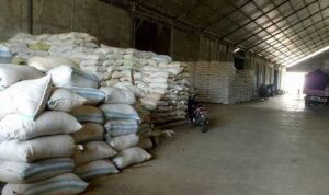 Disketapang Pati Realisasikan Belanja 13,5 Ton Cadangan Gabah Rampung Bulan Ini Disketapang Pati Realisasikan Belanja 13,5 Ton Cadangan Gabah Rampung Bulan Ini