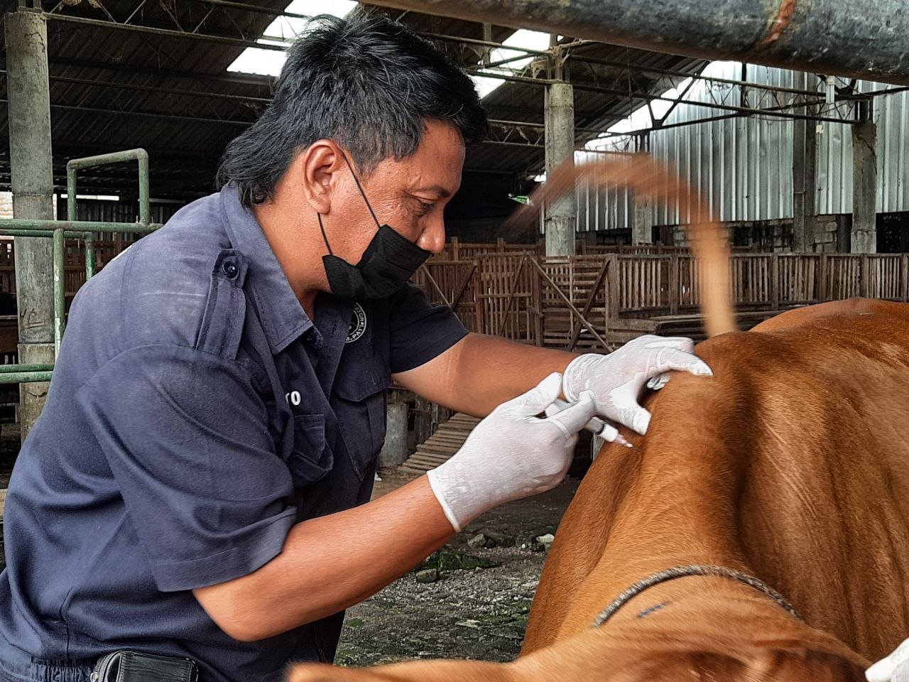Kasus PMK di Pati Tembus 1.500 Ekor Sapi