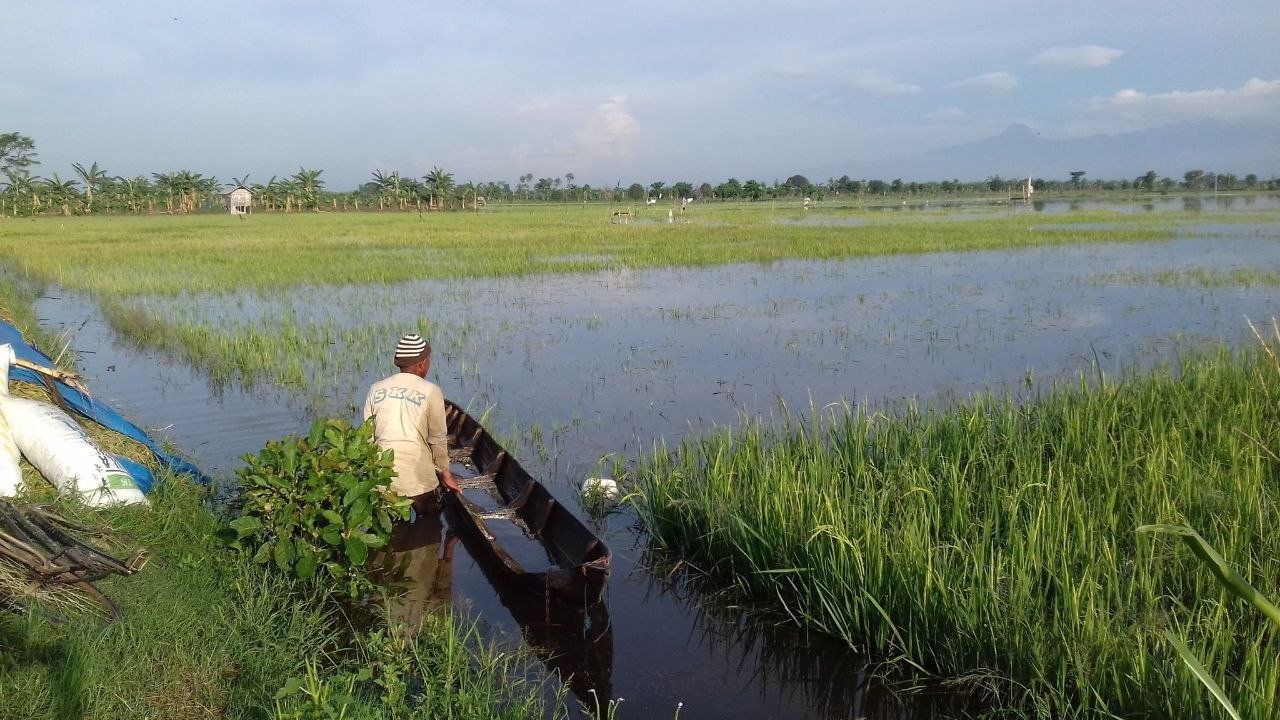 5.400 Sawah Korban Puso di Pati Diajukan dapat Bantuan Insentif dari BNPB