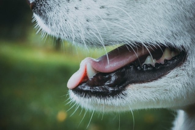 Foto: Ilustrasi anjing rabies (Sumber: unsplash)