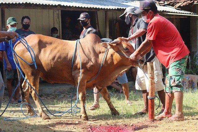 Foto: Ilustrasi berqurban (Sumber: pixabay)