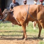 4 Manfaat Melakukan Kurban bagi Muslim/pixabay