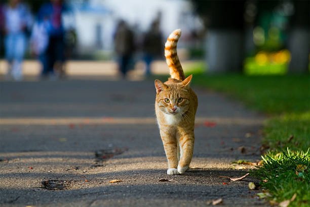 kucing