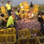 Foto: petambak ikan nila salin saat panen/ istimewa Foto: petambak ikan nila salin saat panen/ istimewa