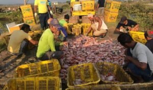 Foto: petambak ikan nila salin saat panen/ istimewa Foto: petambak ikan nila salin saat panen/ istimewa