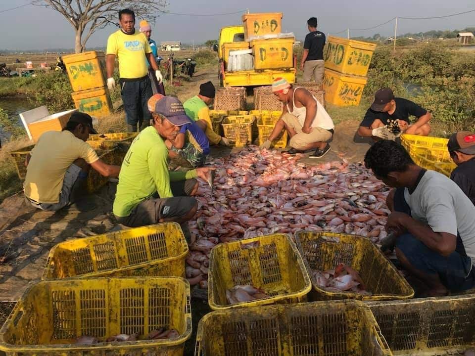 Foto: petambak ikan nila salin saat panen/ istimewa
