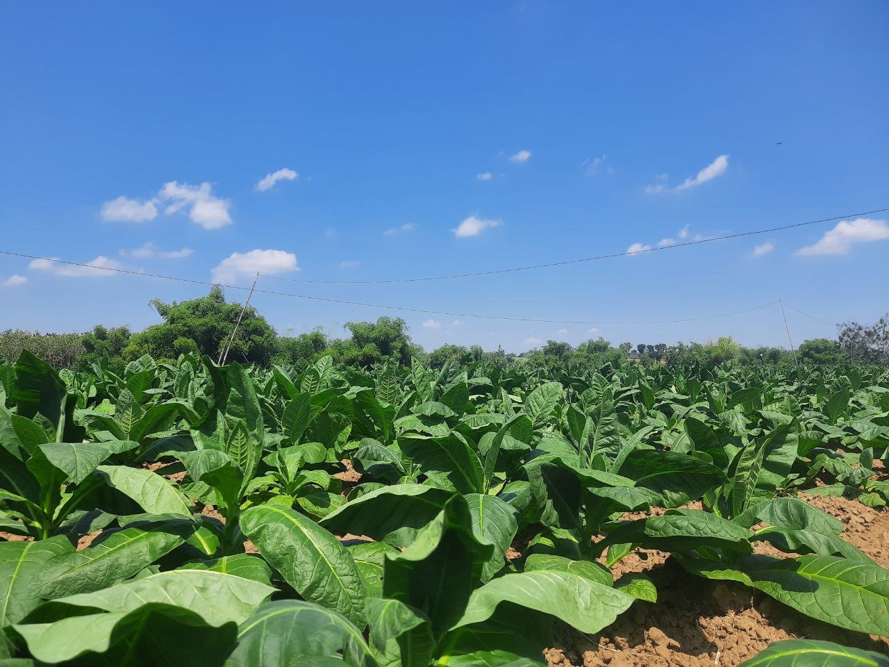 Petani Tembakau Pati Bakal Dapat Bantuan Mesin Cultivator dan Alat Perajang dari DBHCHT Petani Tembakau Pati Bakal Dapat Bantuan Mesin Cultivator dan Alat Perajang dari DBHCHT