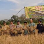 Petani Rembang Sukses Panen Padi Semi Organik di Tengah Musim Kemarau