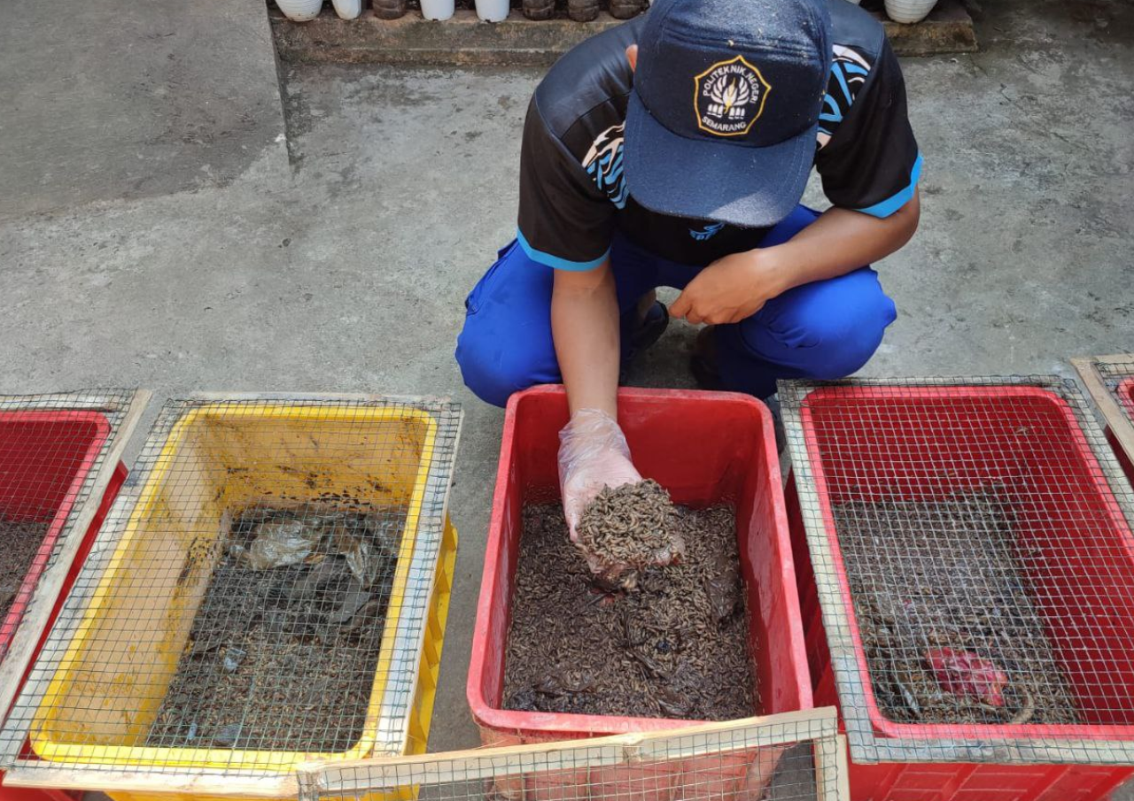 Pria asal Juwana budidaya maggot