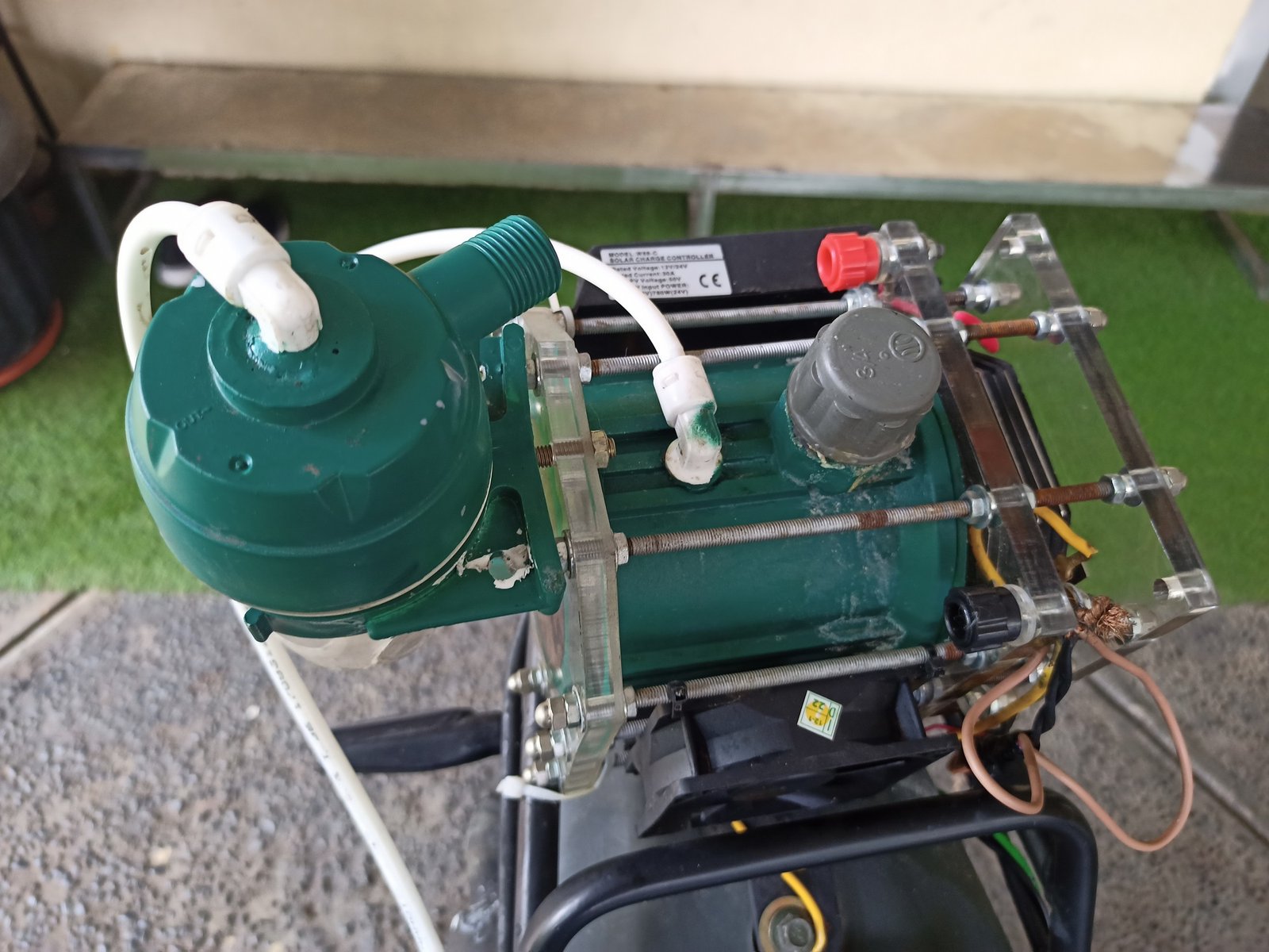 Foto: Nikuba hasil temuan Aryanto Misel (Sumber: istimewa)