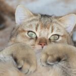 Tips Menghilangkan Kutu pada Kucing/pixabay Tips Menghilangkan Kutu pada Kucing/pixabay