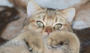 Tips Menghilangkan Kutu pada Kucing/pixabay