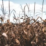 Doa Meminta Hujan yang Bisa Dibaca Saat Dilanda Kekeringan/unsplash