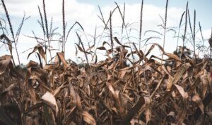 Doa Meminta Hujan yang Bisa Dibaca Saat Dilanda Kekeringan/unsplash