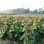Foto: tanaman kacang hijau (Sumber: istimewa) 