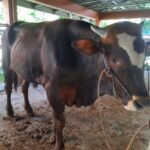 Foto: Antisipasi Antraks, Hewan Ternak di Desa Gadu Disasar Vaksinasi (Mitrapost/kafi)