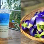 Foto : Bisnis minumam bunga telang sangat menjanjikan dan berpeluang besar (Sumber : Dok. Pribadi ) Foto : Bisnis minumam bunga telang sangat menjanjikan dan berpeluang besar (Sumber : Dok. Pribadi )