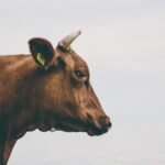 Foto: Ilustrasi sapi impor (Sumber: pixabay)