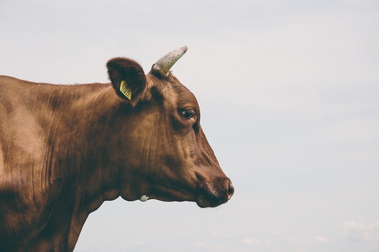Foto: Ilustrasi sapi impor (Sumber: pixabay)