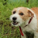 Foto: Ilustrasi anjing (Sumber: pixabay)
