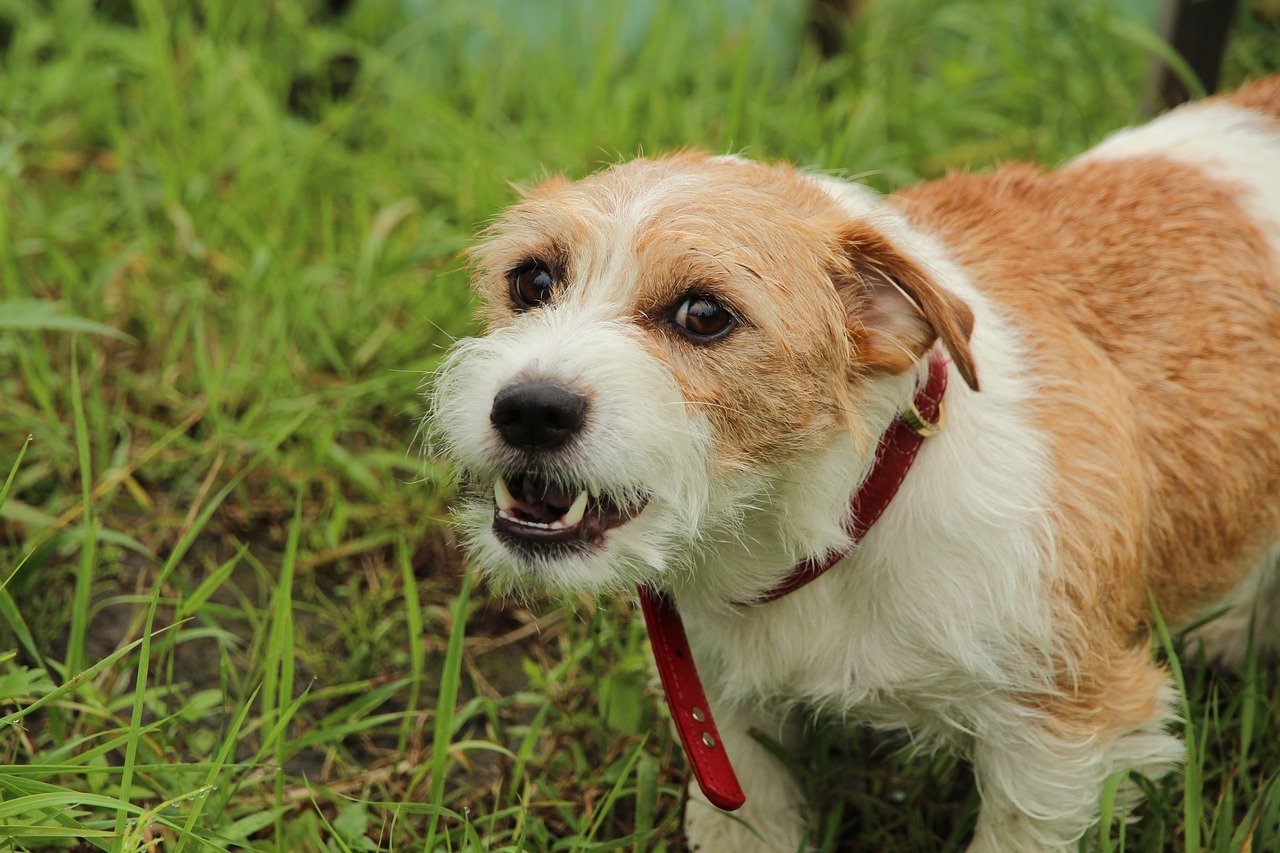 Foto: Ilustrasi anjing (Sumber: pixabay)