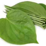 daun sirih
