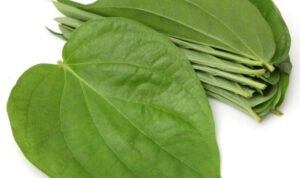 daun sirih