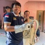 Foto : Saat proses evakuasi ular sawah oleh Tim Damkar Pati (Sumber : Dok. Damkar Pati )