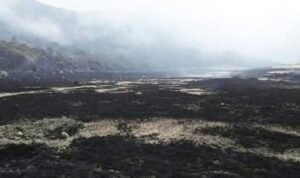 Penyebab Kebakaran Savana Alun-alun Suryakencana Masih Diselidiki, Diduga Ulah Manusia