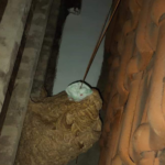 Tawon Vespa Ada Lagi di Rumah Warga, Damkar Jangan Evakuasi Sendiri