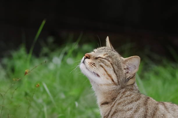 kucing