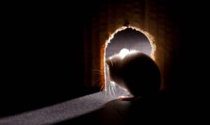 tikus tikus