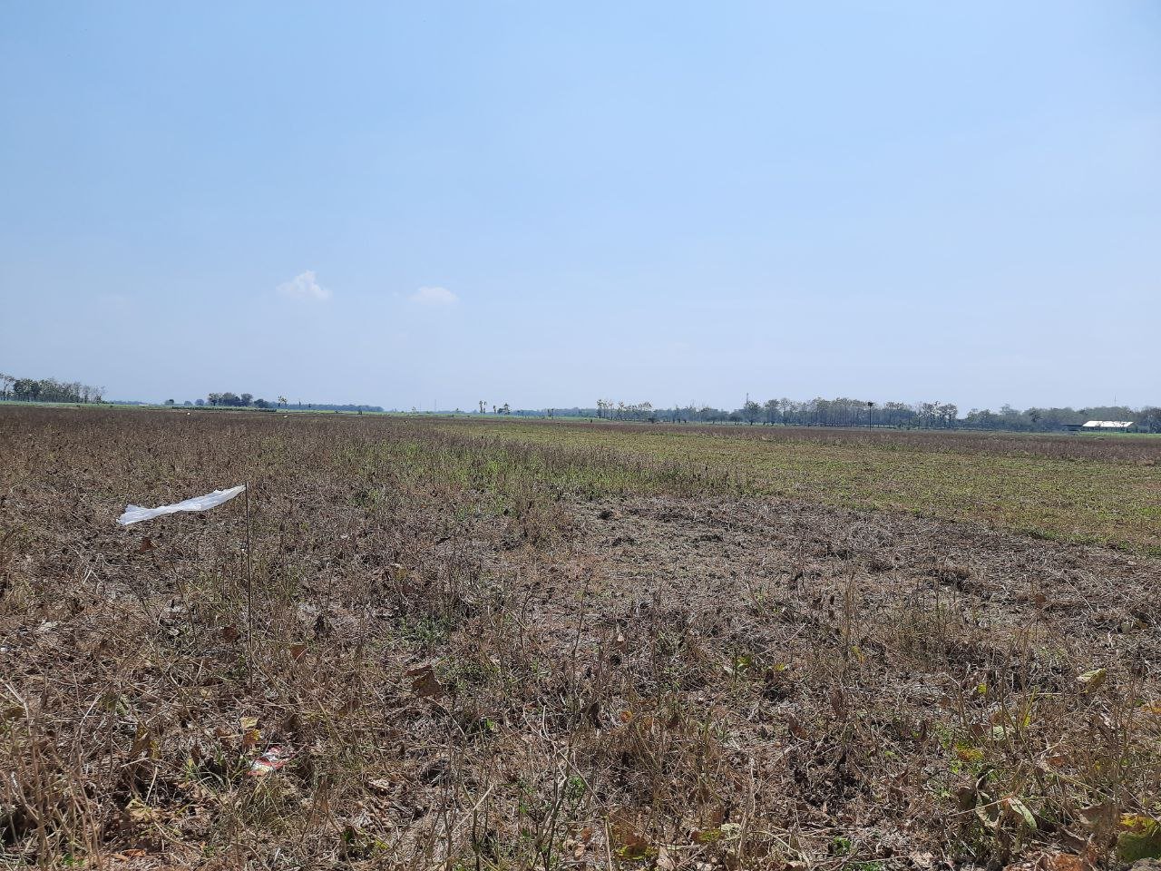 Foto: Lahan pertanian di Pati tidak ditanami karena terkena dampak musim kemarau/ mitrapost.com/ M Kafi