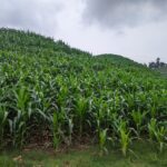 Foto : Ilustrasi lahan pertanian jagung di wilayah Desa Maitan Kecamatan Tambakromo (Sumber : mitrapost.com/ Asy)