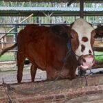 Foto : Peternakan sapi milik Pujo Sugiharto di Desa Purworejo, Kecamatan Margoyoso (Sumber : Dok.Pribadi) Foto : Peternakan sapi milik Pujo Sugiharto di Desa Purworejo, Kecamatan Margoyoso (Sumber : Dok.Pribadi)