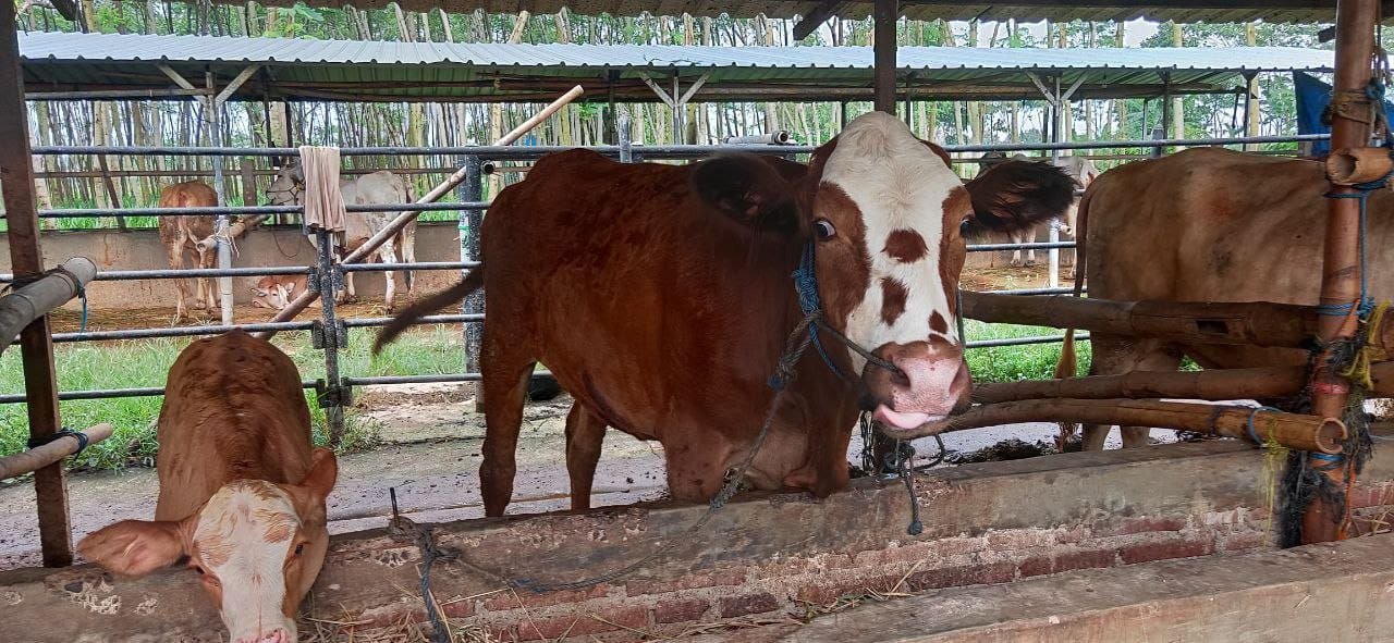 Foto : Peternakan sapi milik Pujo Sugiharto di Desa Purworejo, Kecamatan Margoyoso (Sumber : Dok.Pribadi)