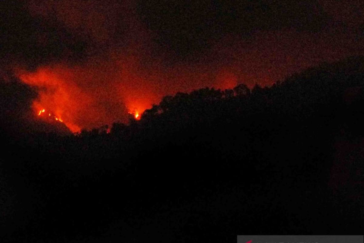 Foto: Kebakaran yang terjadi di lereng Gunung Argopuro (Sumber: istimewa)