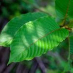 Foto: Ilustrasi daun kratom (Sumber: istimewa)