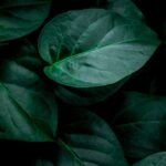 daun sirih