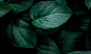 daun sirih
