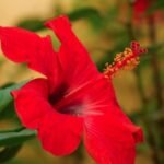 hibiscus-minyak-kembang-sepatu kembang sepatu