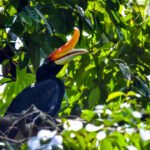 Foto: Ilustrasi burung hutan (Sumber: istock) Foto: Ilustrasi burung hutan (Sumber: istock)