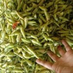 Foto : Cabe rawit hijau (Sumber : Dokumentasi Pedagang cabe di Pasar Juwana)