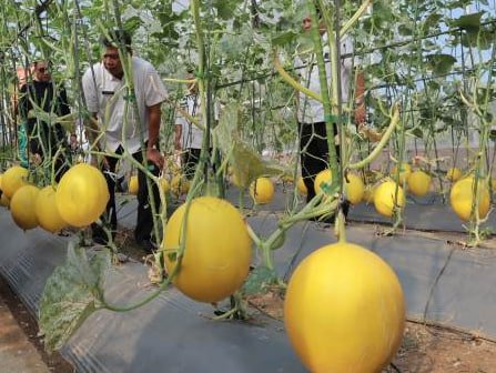 Foto: Budidaya melon (Sumber: semarangkota)